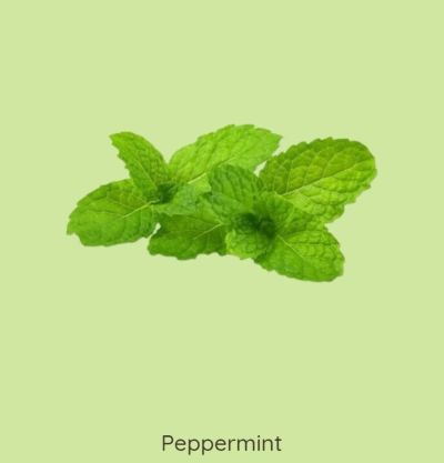 Peppermint